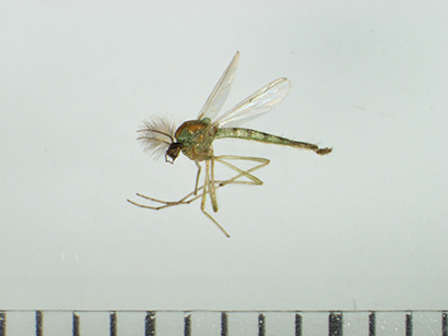 フルカラー工場虫図鑑（8）ユスリカ類 - 日本食糧新聞・電子版