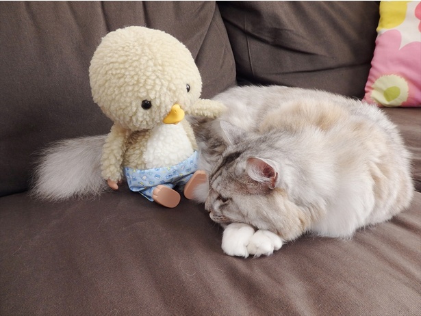 かわいくってSNSで人気沸騰！「東京トガリ」くん等身大ぬいぐるみ発売