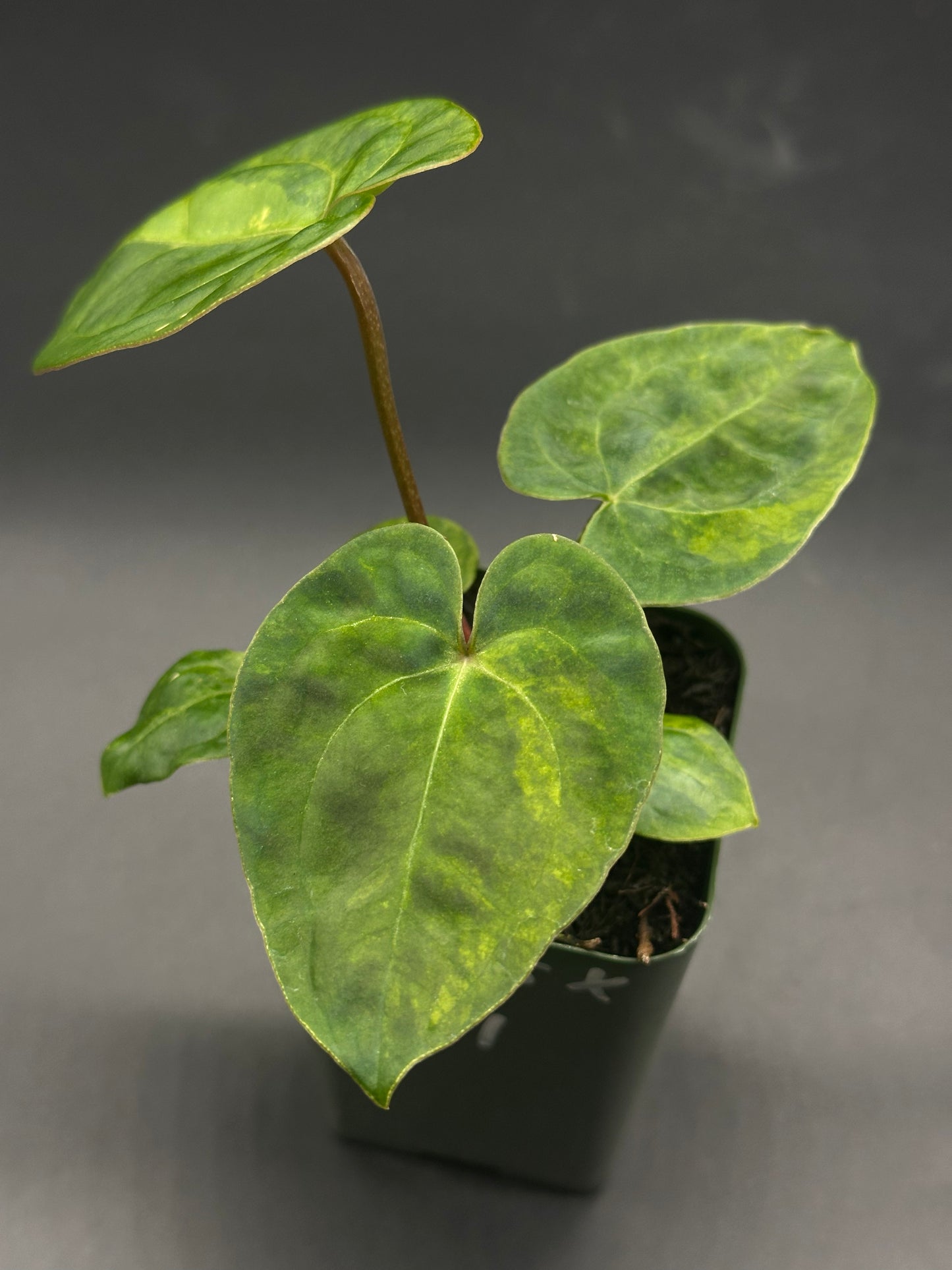 Anthurium Variegated Crystallinum x Papillilaminum 'Thai