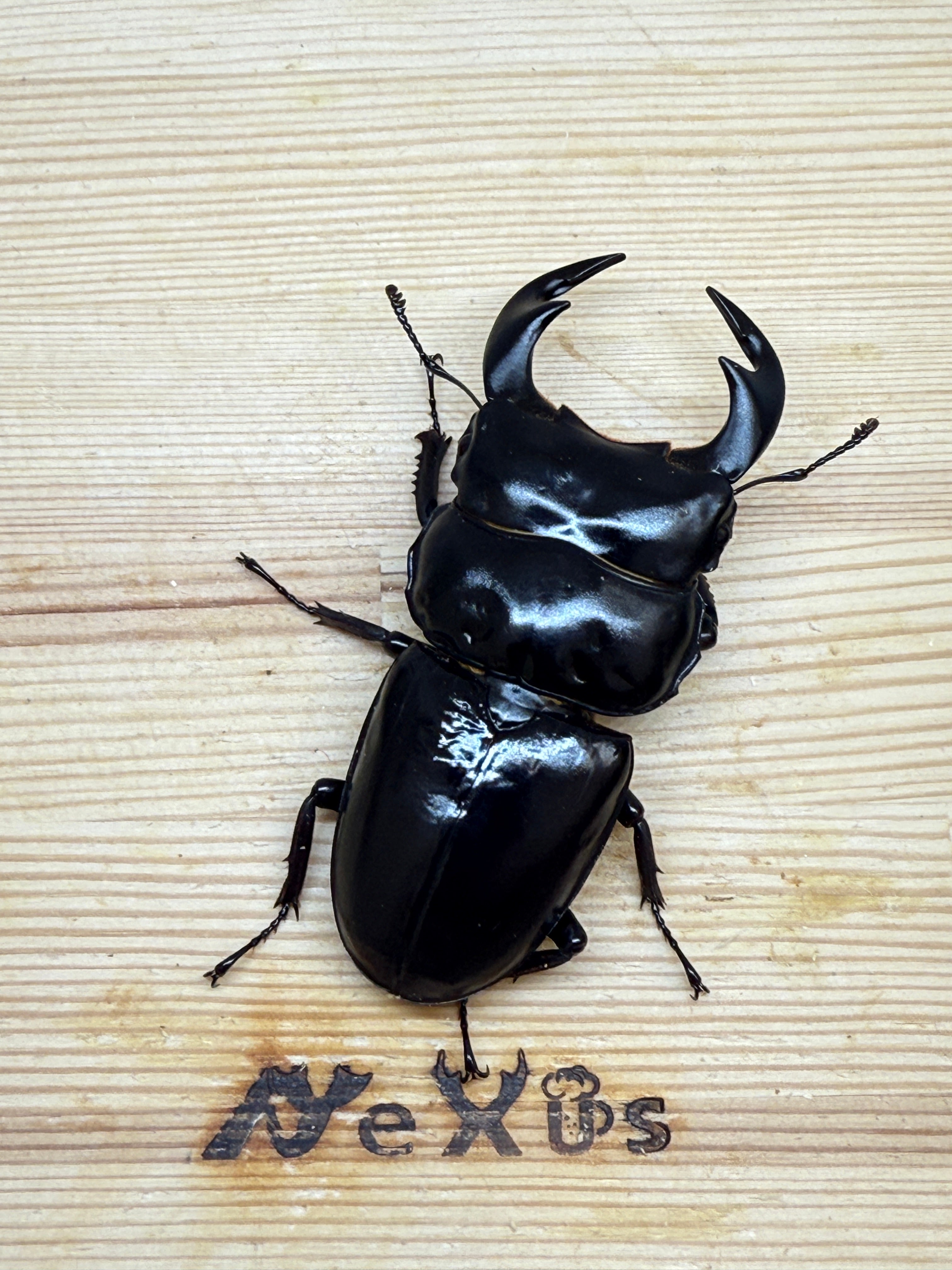 インドアンタエウスオオクワガタ ♂76mm単品 – 昆虫ショップNexus