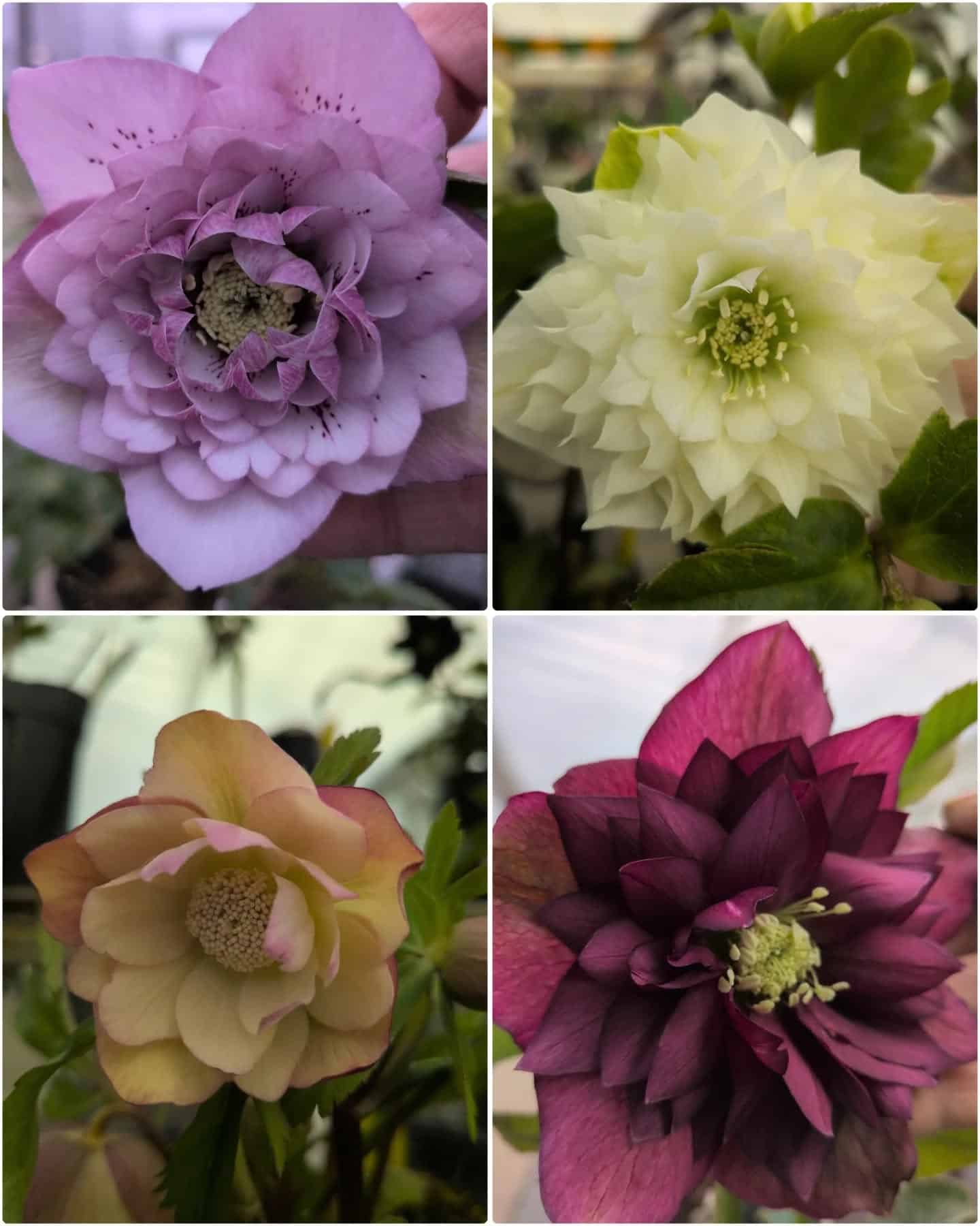 2026年1月16日 入荷情報 | 新津フラワーランド