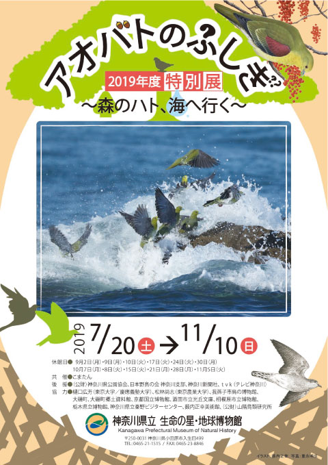 アオバトのふしぎ～森のハト、海へ行く～ | 神奈川県立生命の星・地球