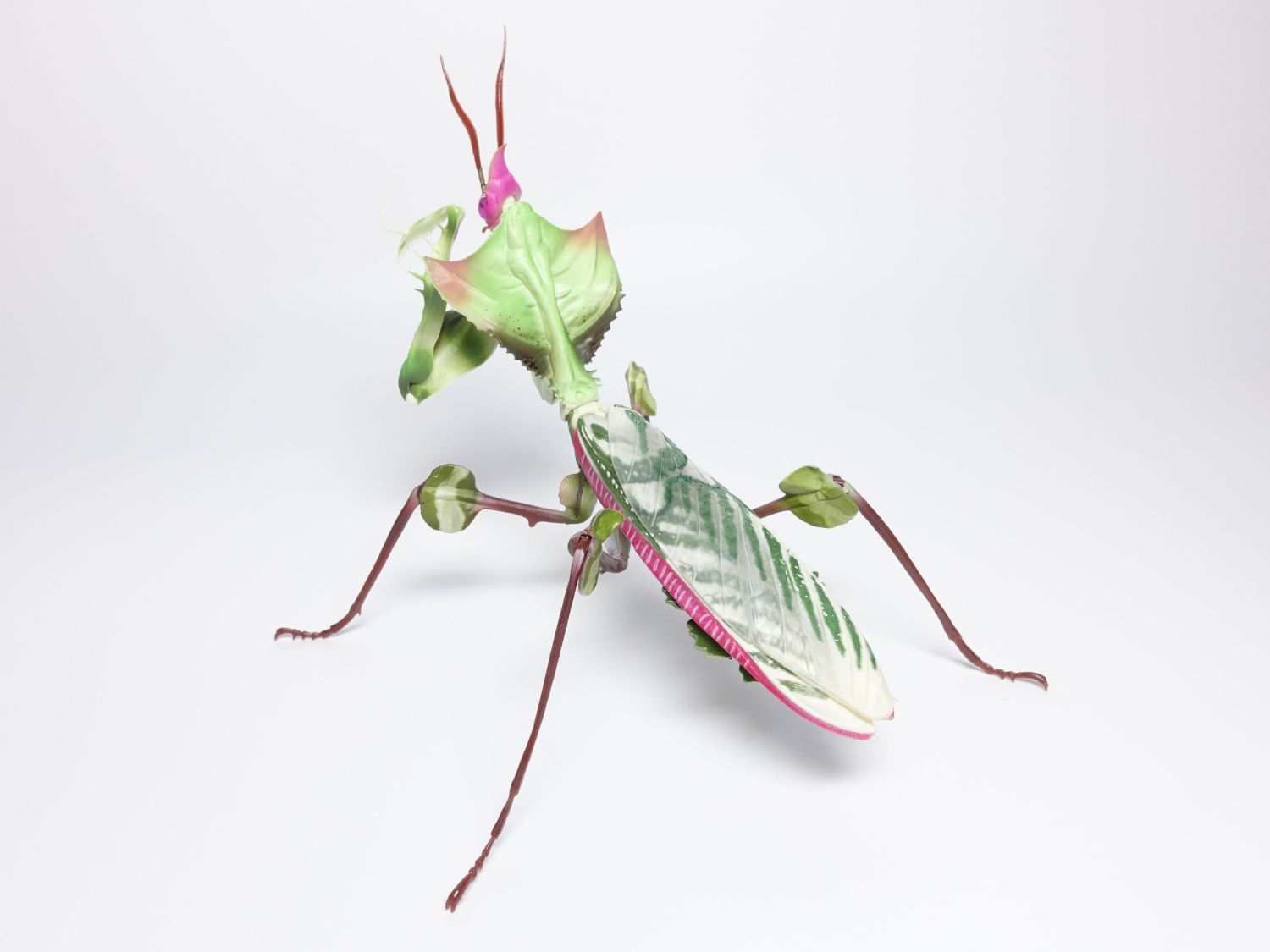 いきもの大図鑑アドバンス ニセハナマオウカマキリ