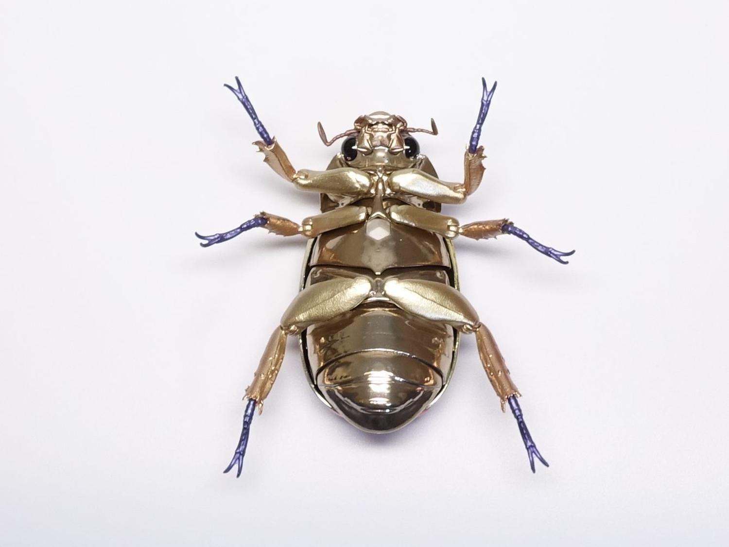 クルサルギレアプラチナコガネ！BIG size！標本085 クルサルギレア