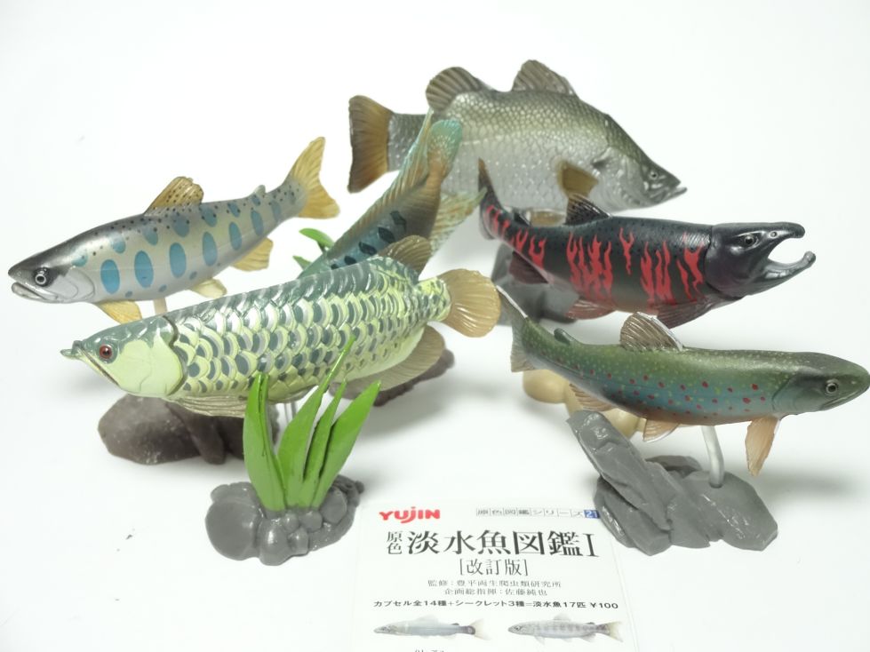 原色淡水魚図鑑1[改訂版]