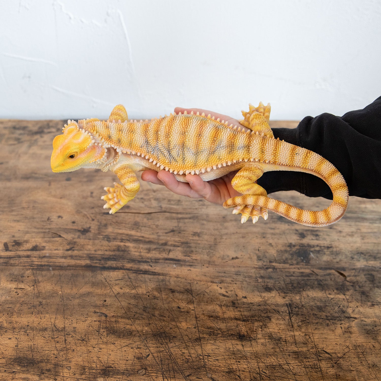 magnet / マグネット 貯金箱 フトアゴヒゲトカゲ – ニコノマニマニ雑貨