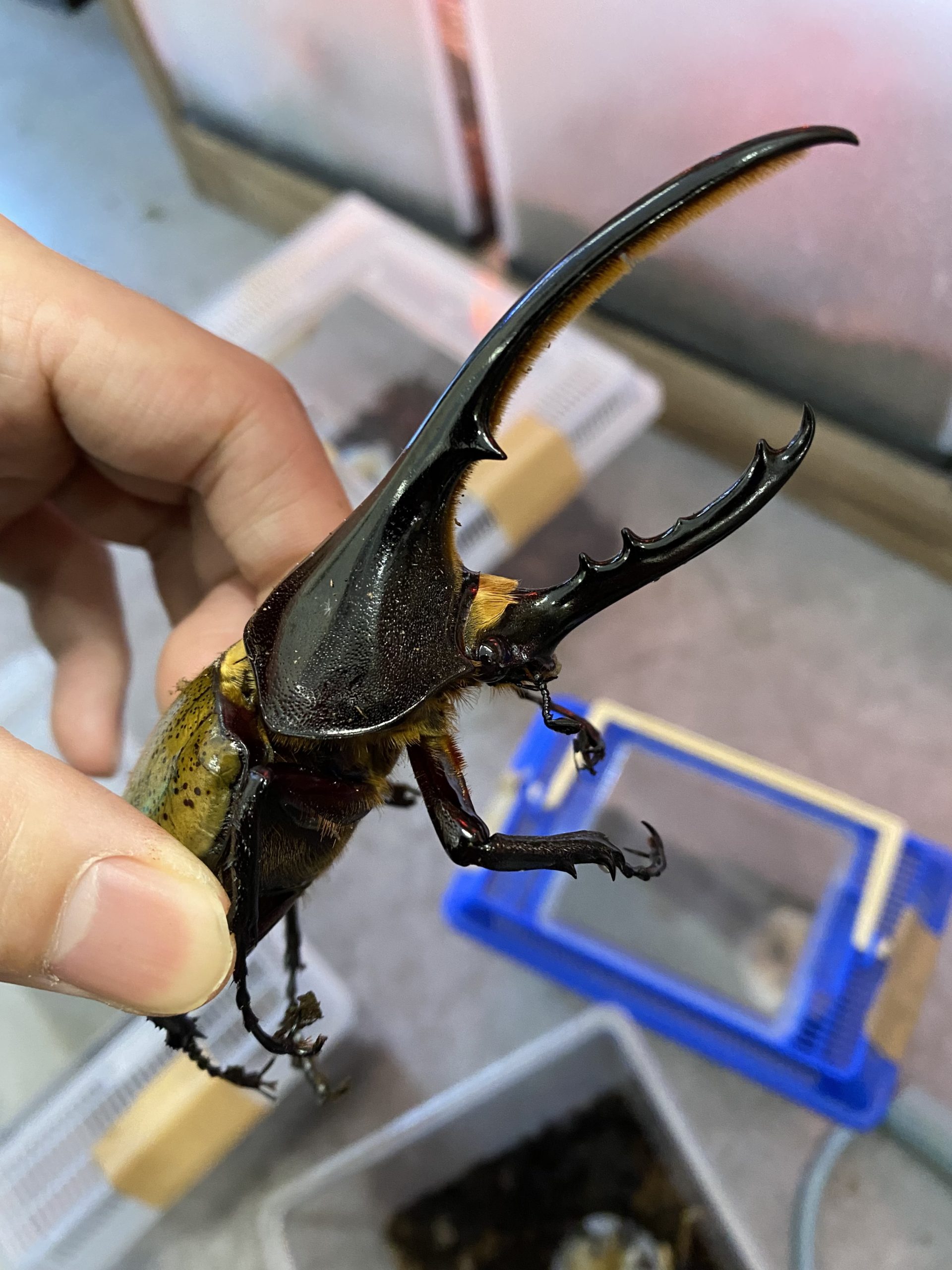 ✨カブトクワガタ成虫入荷してます✨ | NICO PET（ニコペット）