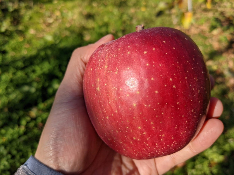 りんご 【佐藤幸男農園】 リンゴ 10kg フジ Lサイズ 26～32玉 贈答用