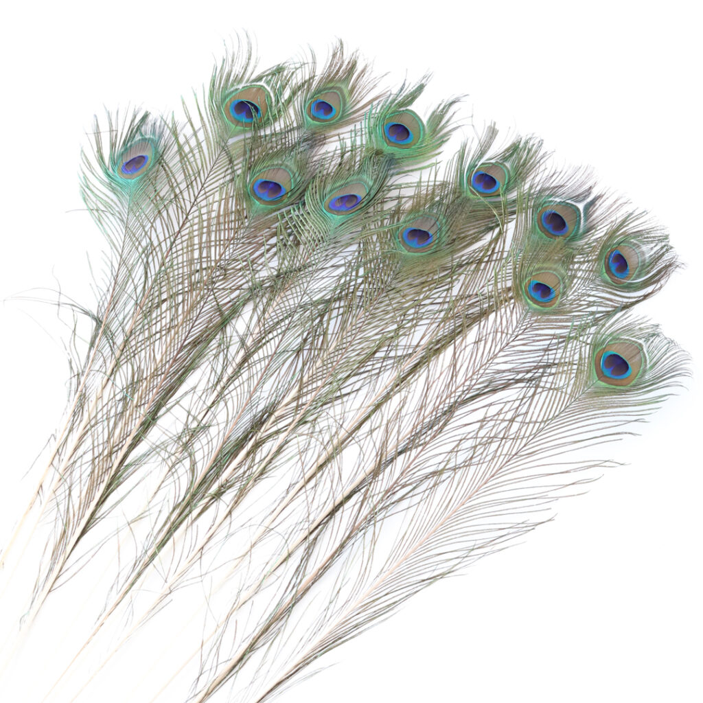 孔雀の羽根 ピーコックアイ | 花のギフト | 日本総合園芸