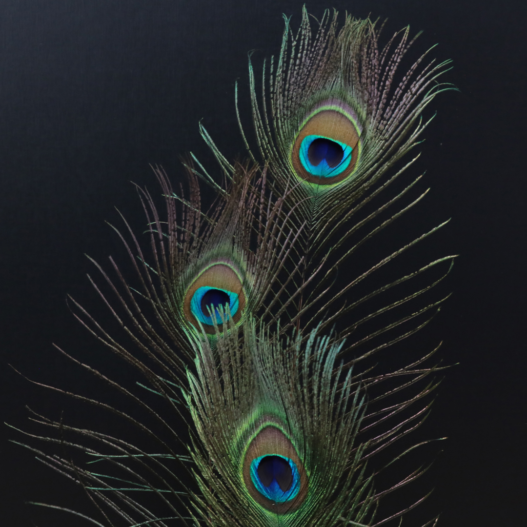 孔雀の羽根 ピーコックアイ | 花のギフト | 日本総合園芸