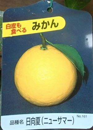 日向夏（ニューサマーオレンジ）：果樹苗 柑橘苗 苗木 接木 苗 みかん