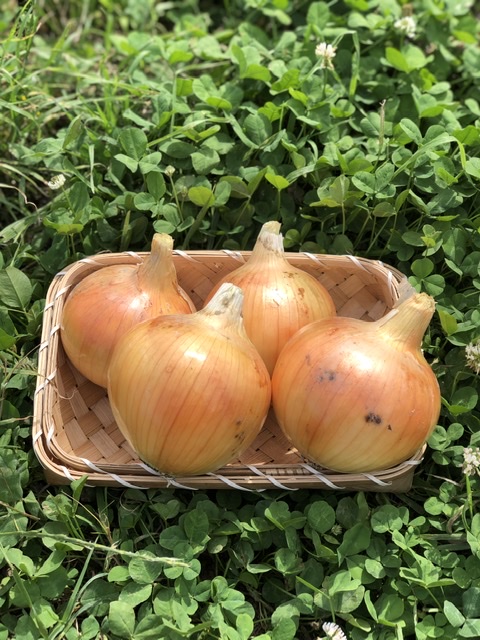 淡路島の中生の玉ねぎ ターザンを収穫しました｜Nii Farm