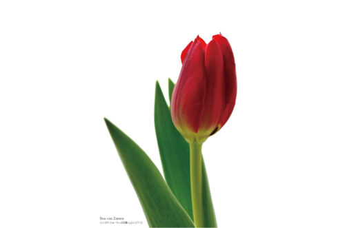 にいがた ちゅーりっぷ図鑑 | Tulip x Picture = TULIPICTURE from Niigata