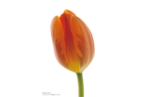 にいがた ちゅーりっぷ図鑑 | Tulip x Picture = TULIPICTURE from Niigata