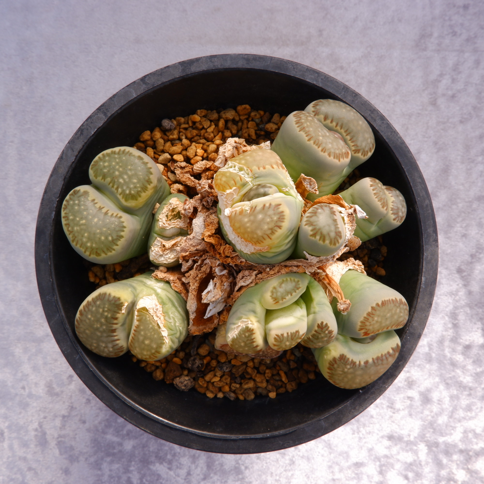 商品詳細 - 信州西沢サボテン園