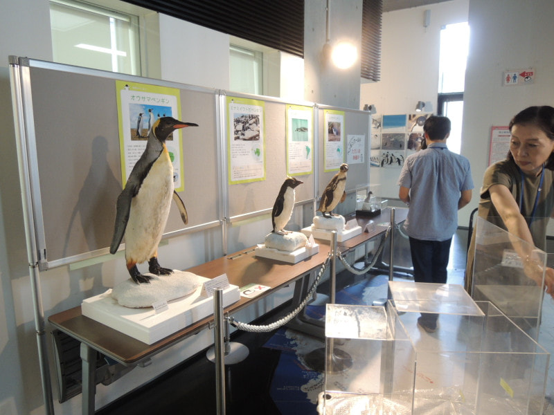 ずらり！ペンギン剥製 - 南極・北極科学館 スタッフブログ