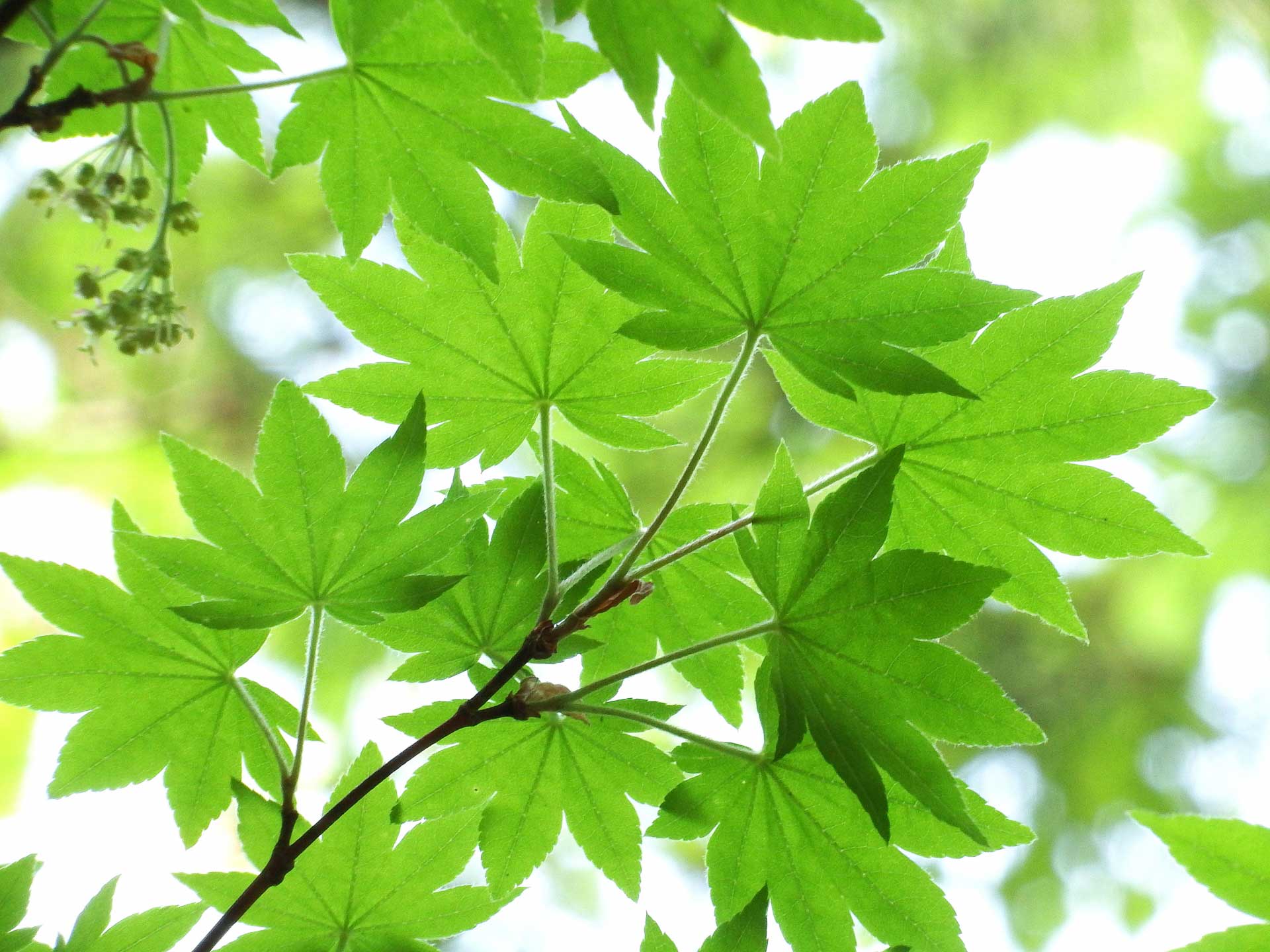 コハウチワカエデとはどんな植木？特徴と育て方について詳しく解説