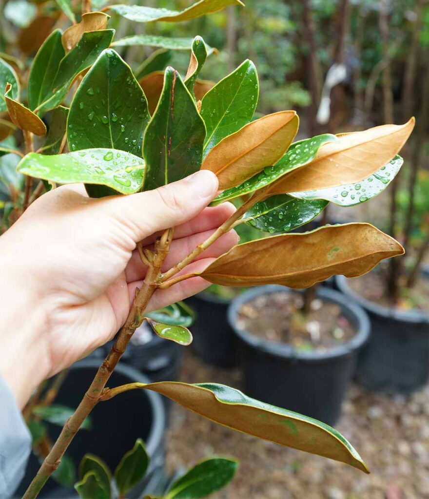 タイサンボクリトルジェムとはどんな植木？特徴と育て方について詳しく