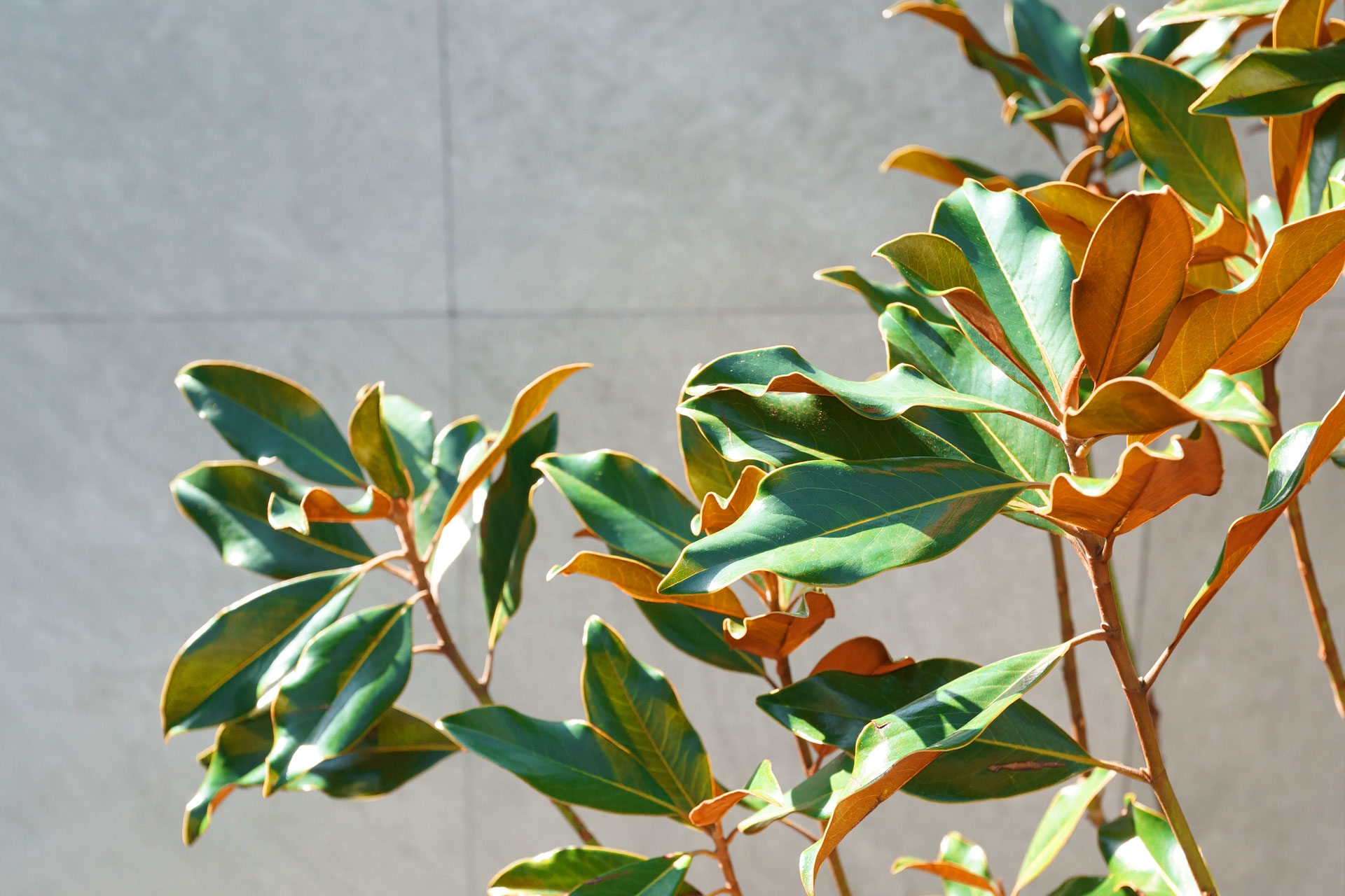 タイサンボク ケイパレスとはどんな植木？特徴と育て方について詳しく