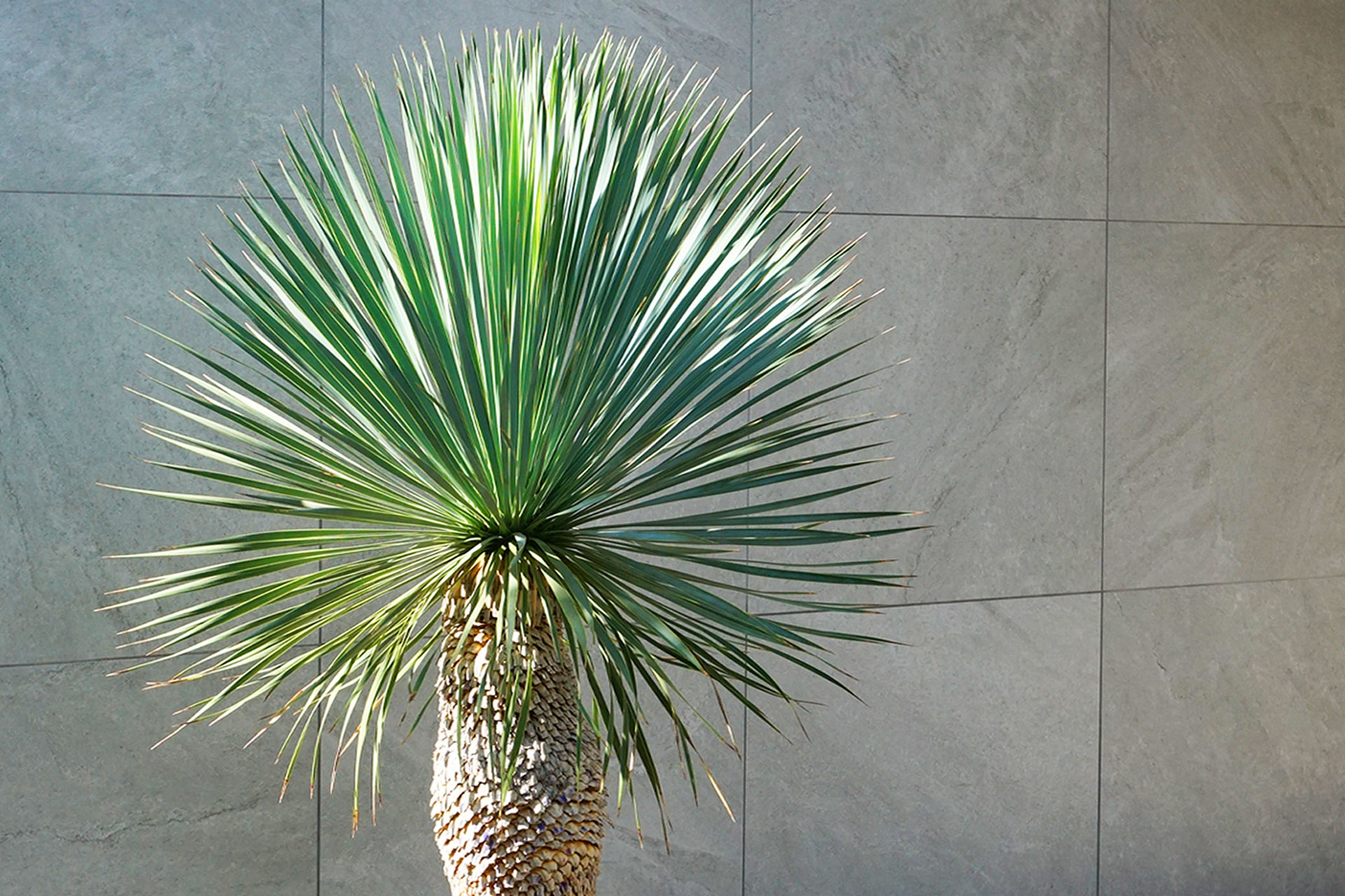 ロストラータブルーサンダーとはどんな植木？特徴と育て方について