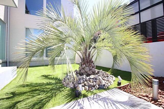 ココスヤシ - ノエルホームページ