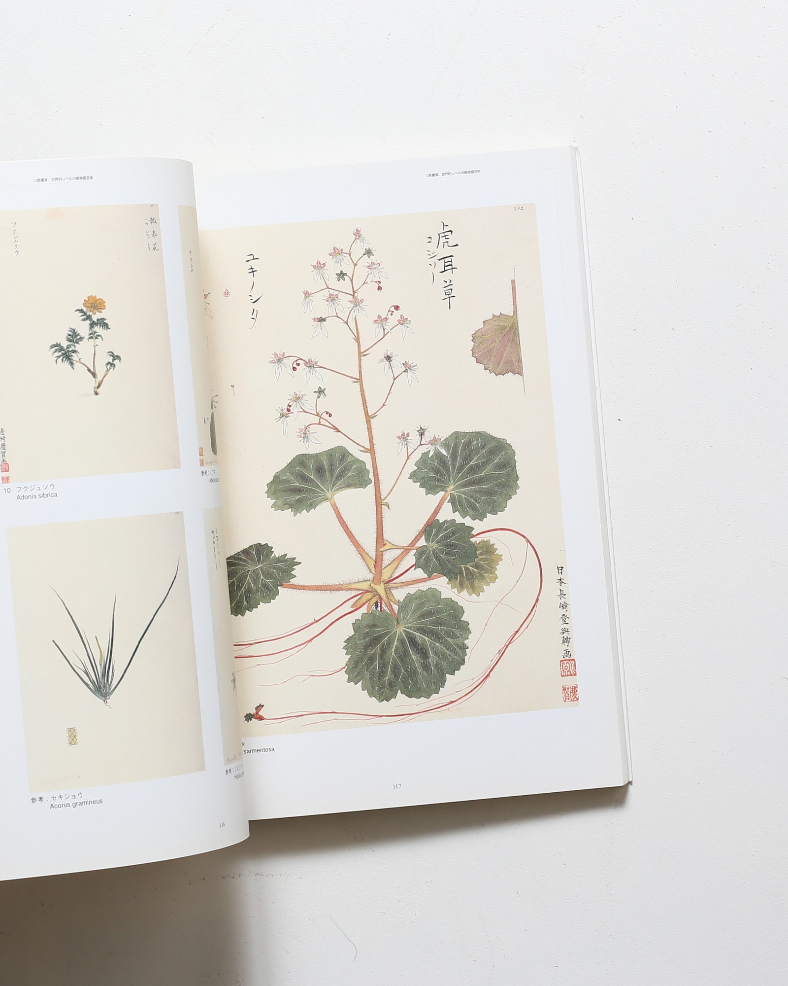 シーボルト・コレクション日本植物図譜展 | nostos books ノストスブックス