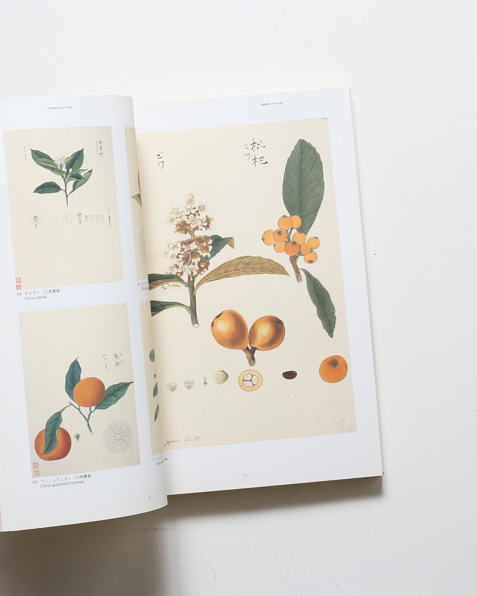 シーボルト・コレクション日本植物図譜展 | nostos books ノストスブックス