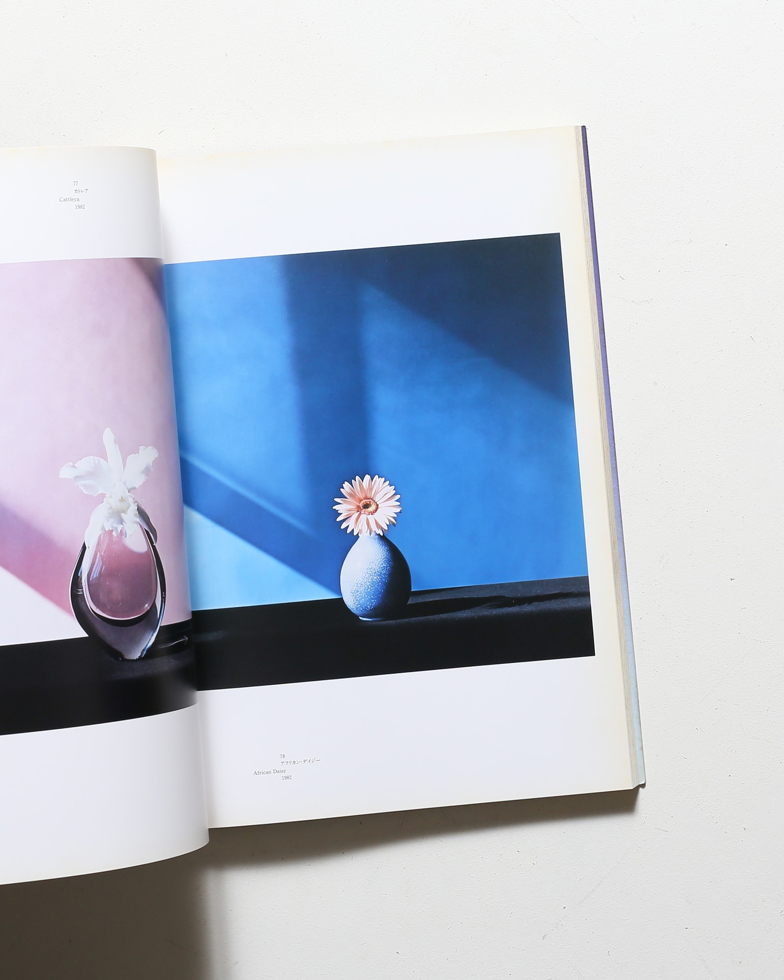 ロバート・メイプルソープ展 | nostos books ノストスブックス