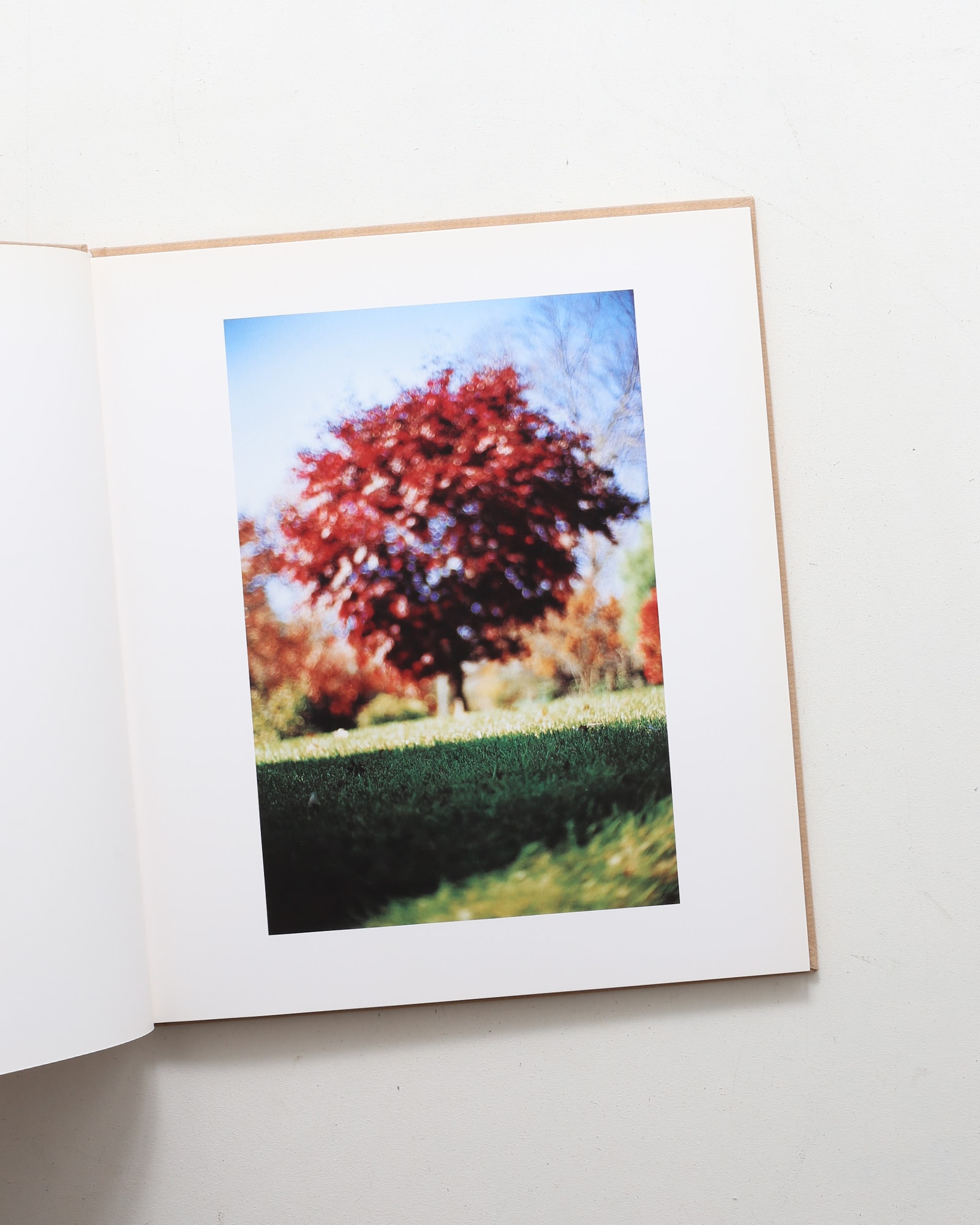 Between Maple and Chestnut | Terri Weifenbach テリ・ワイフェン