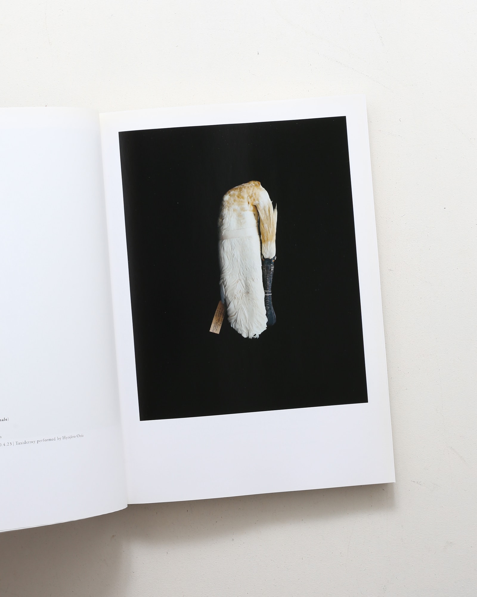 鳥のビオソフィア Biosophia of Birds | 上田義彦、西野嘉章 | nostos