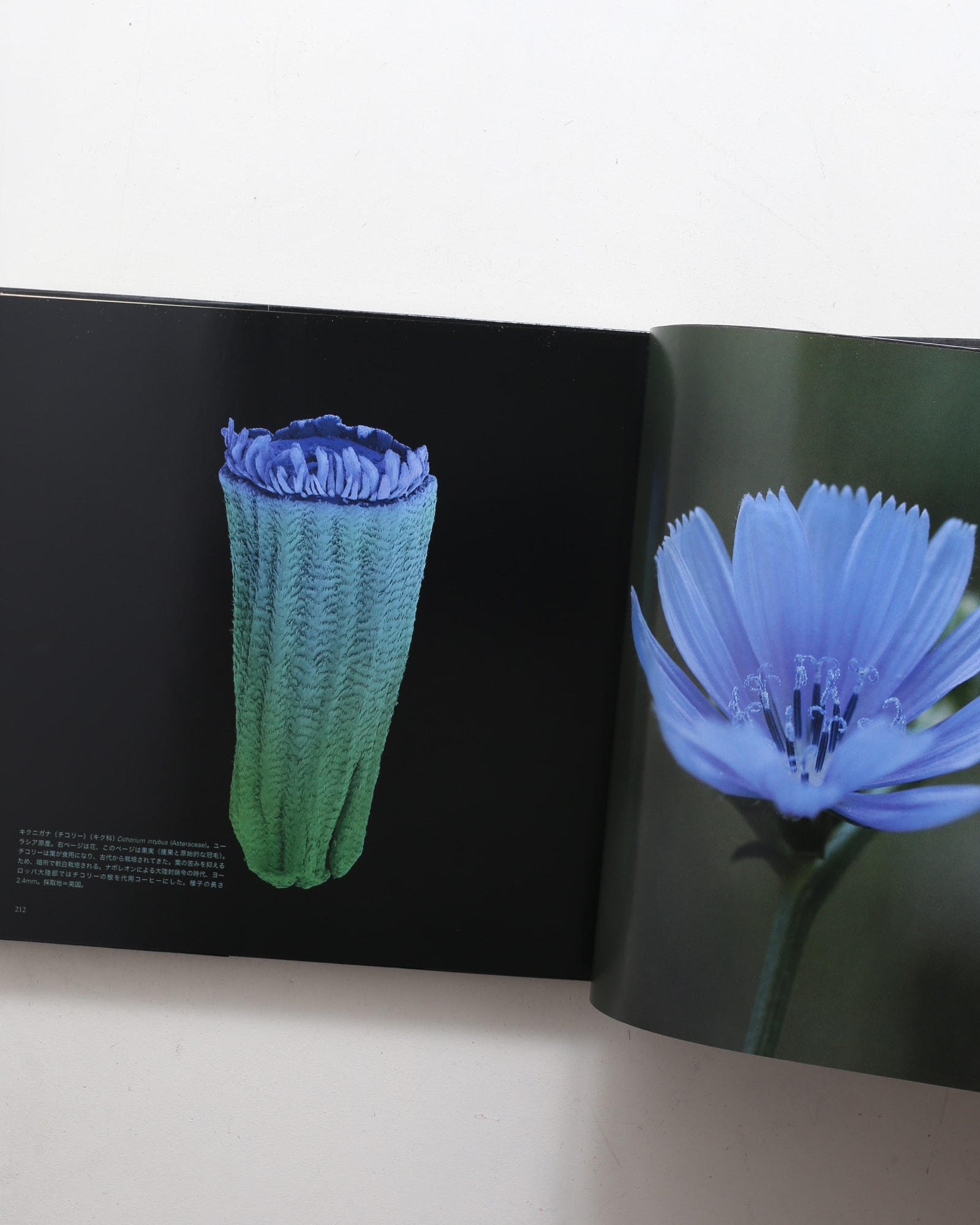 世界で一番美しい種子図鑑 | nostos books ノストスブックス