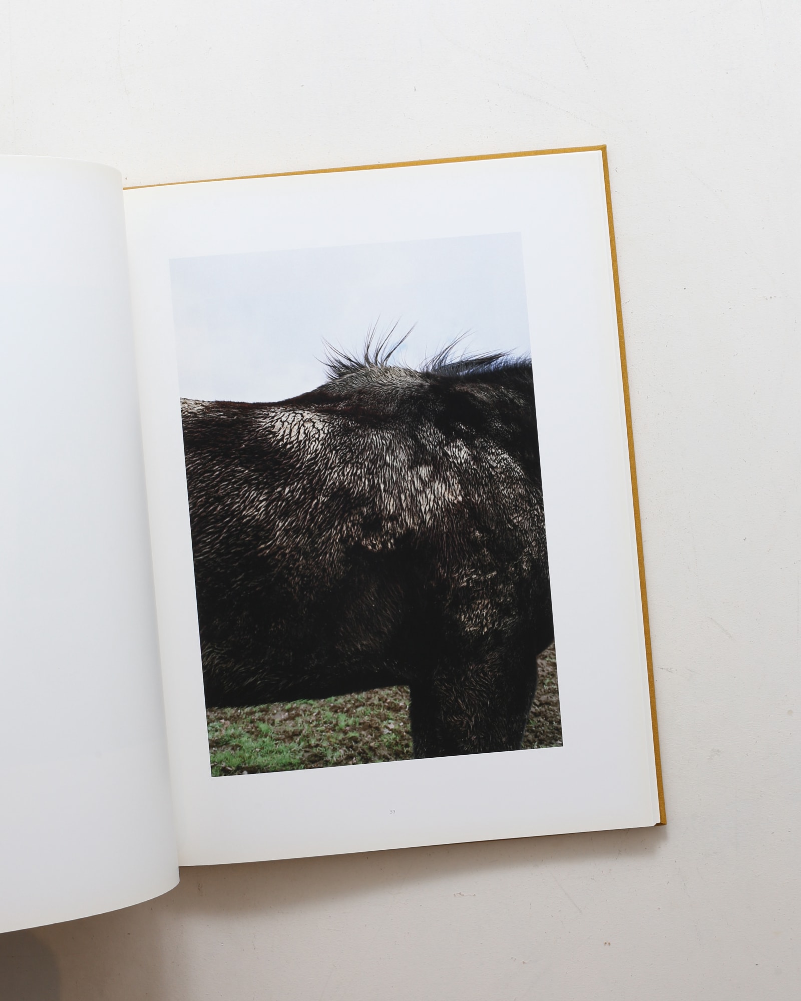 Horse | Jitka Hanzlova | nostos books ノストスブックス