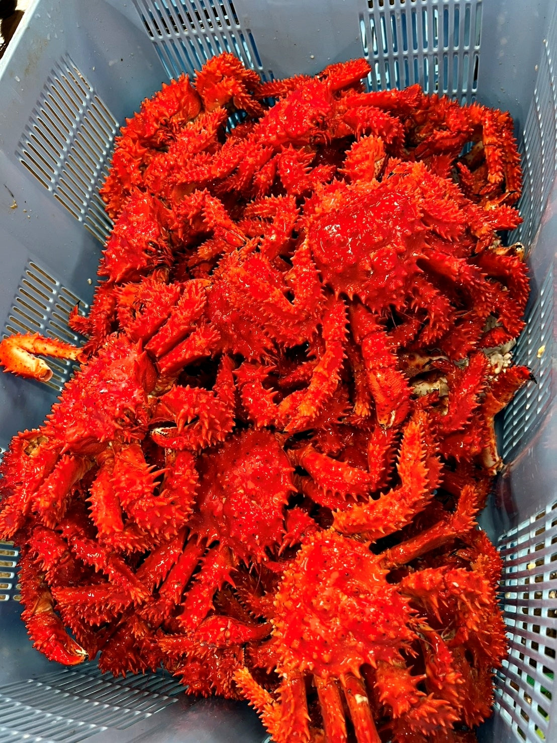 贈り物・ギフト・贅沢に【根室産新物】ボイル花咲ガニ – 丸仁