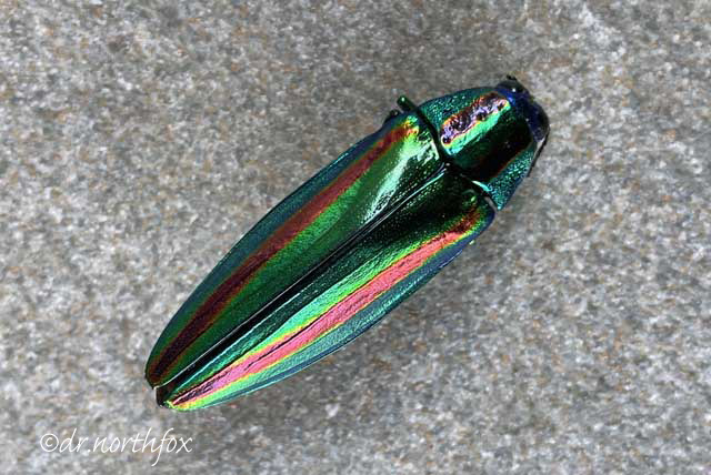 ヤマトタマムシ: きたきつねの雑記帳