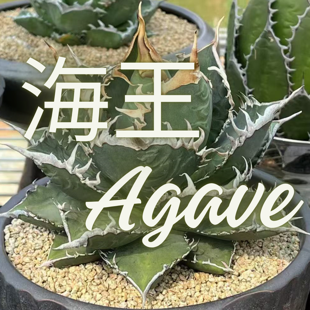 アガベ 海王（Agave titanota “Sea King”） | NR Plants