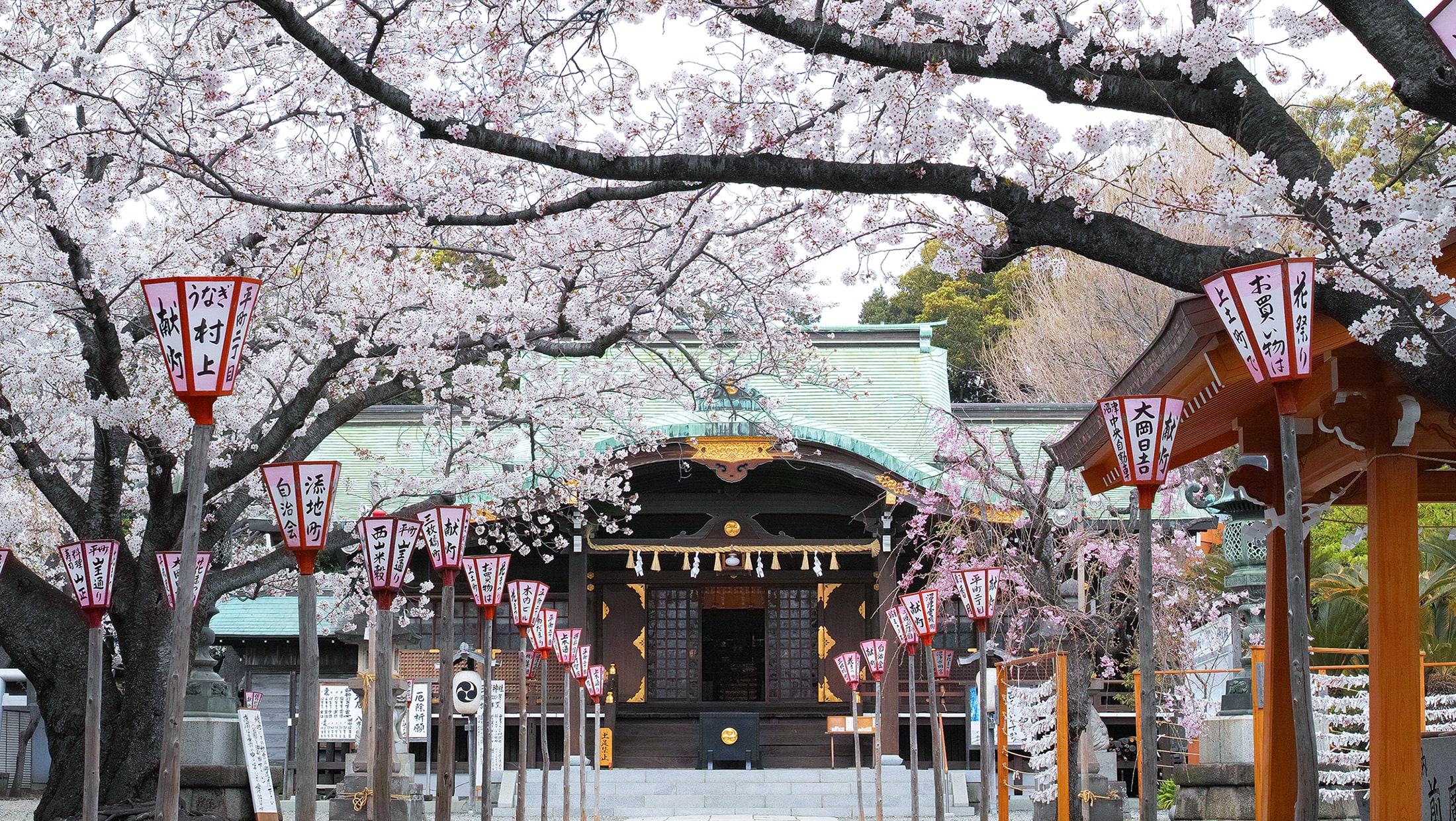 沼津日枝神社 花まつり 境内の桜をご案内します 【2023年】 | 沼津日枝