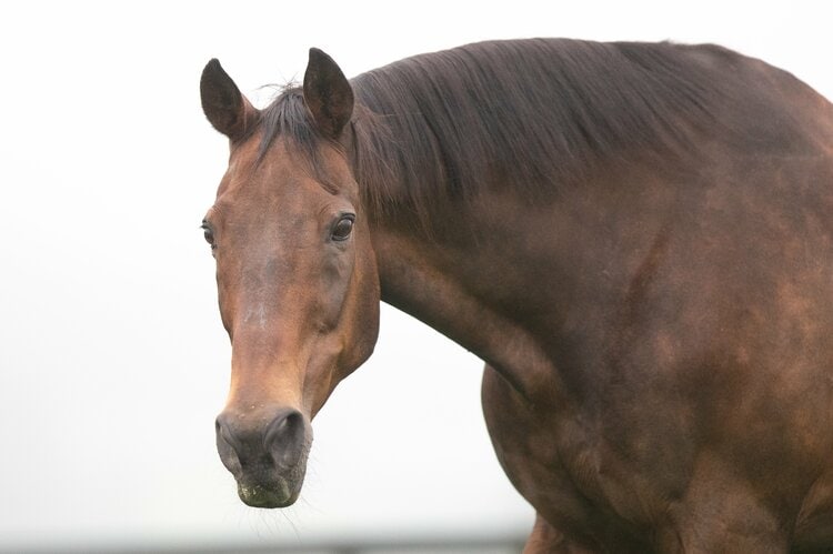 有馬記念で3年連続3着”ナイスネイチャ33歳がふるさとで過ごす幸せな