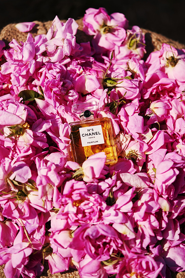 Kōki,と巡る、5月のバラとシャネル Nº5と Vol.2 | Numero TOKYO