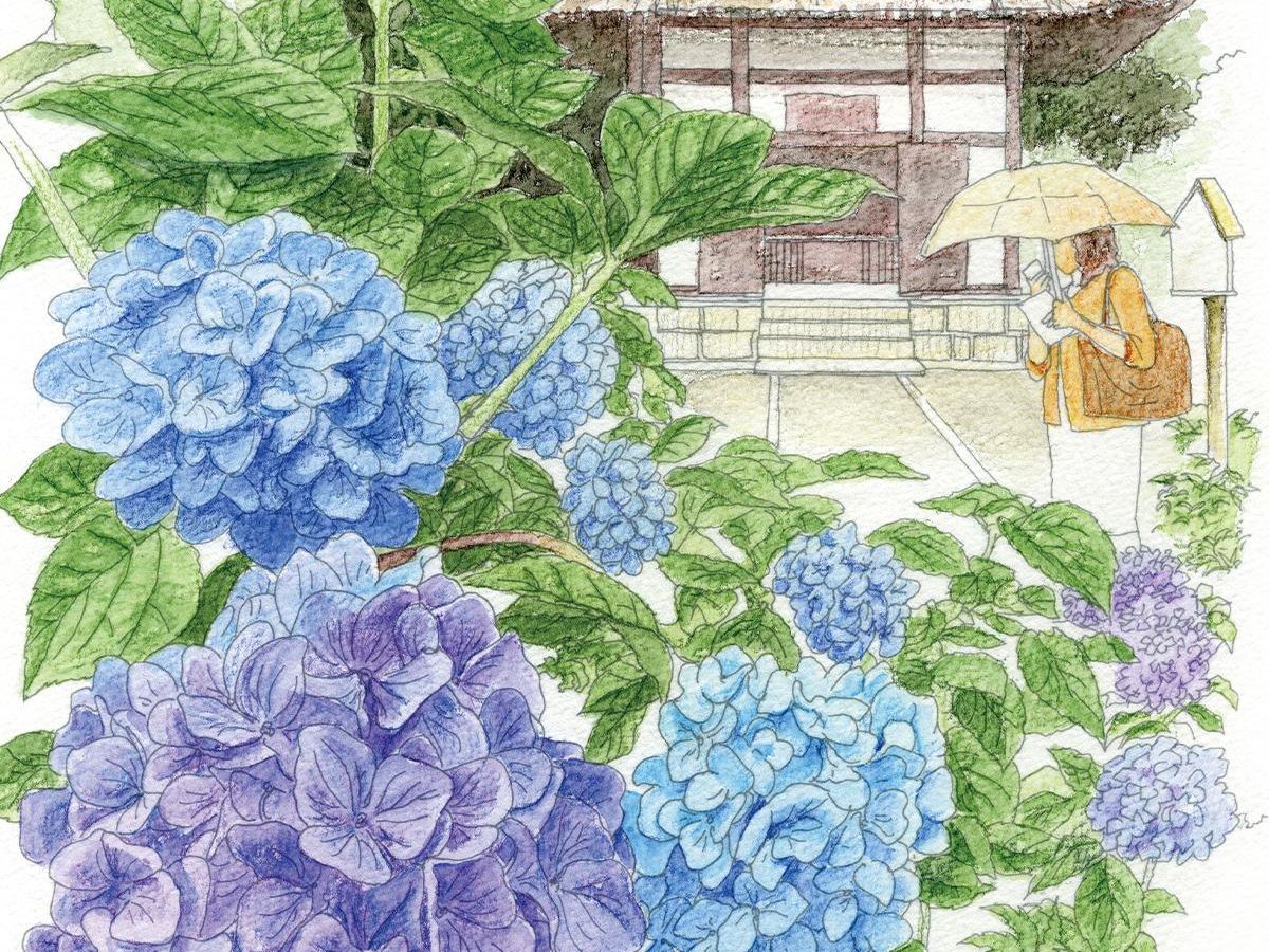 なぞり描き塗り絵「紫陽花（あじさい）」｜ぬくもり