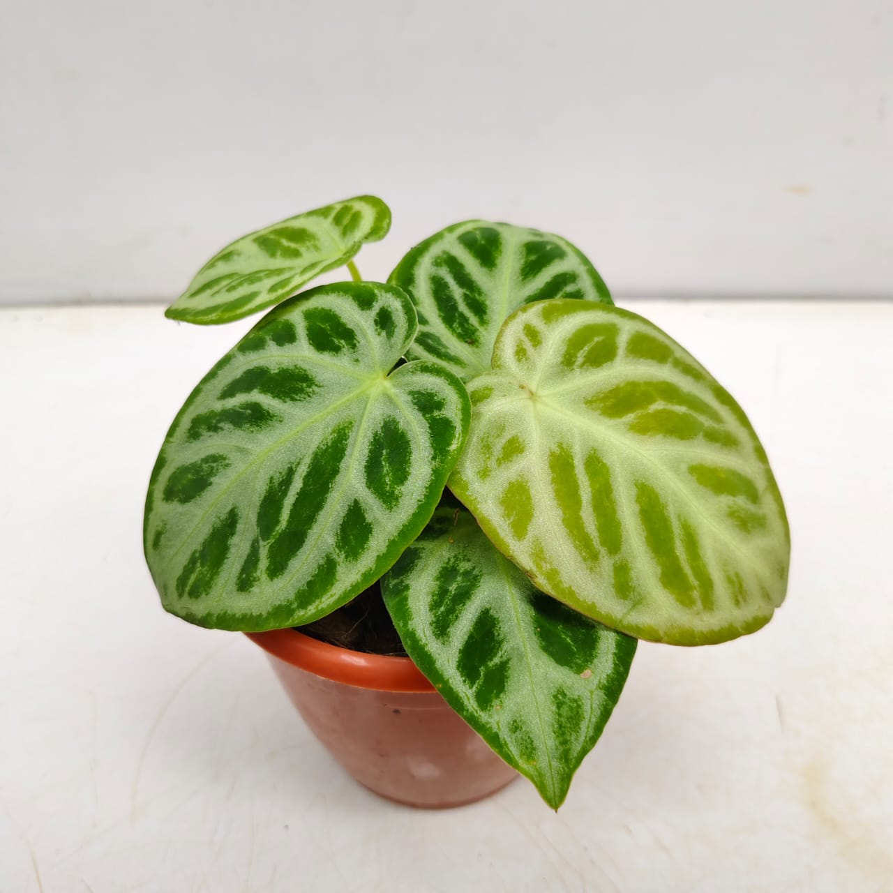 Anthurium 'Silver Chrome' - NurseryBuy