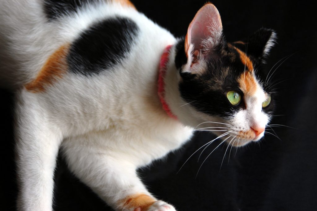 猫の種類は数あれど」三毛猫編 - ピースニャンコ