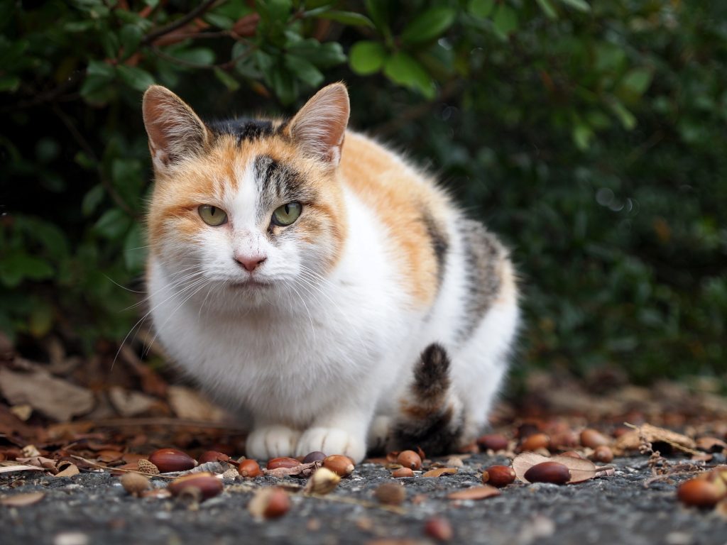 猫の種類は数あれど」三毛猫編 - ピースニャンコ