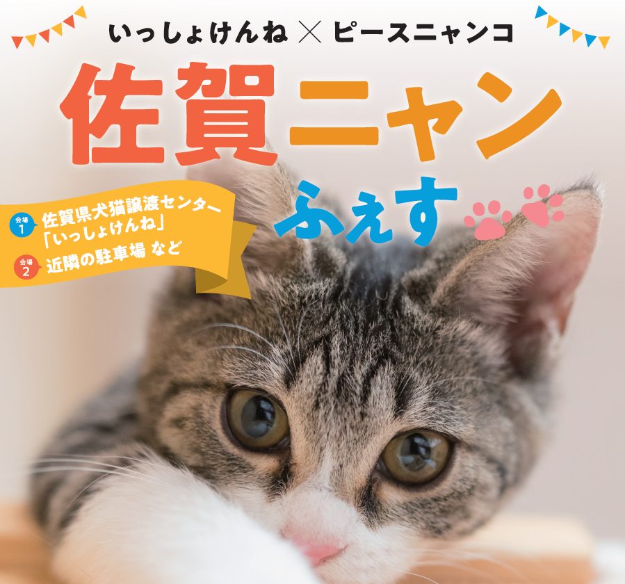 今週末開催】いっしょけんね×ピースニャンコ 「佐賀ニャンふぇす」を