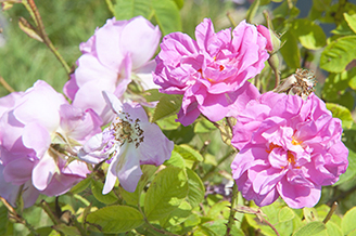 オードパルファン ローズ 8mL | ニールズヤード レメディーズ 公式