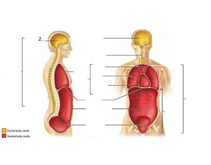 Anatomy + Physiology 1 (LAB Chapter 1) - Summer session Diagram