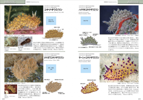 1260種が収録された「新版 ウミウシ」が6月15日に発売！撮影術など