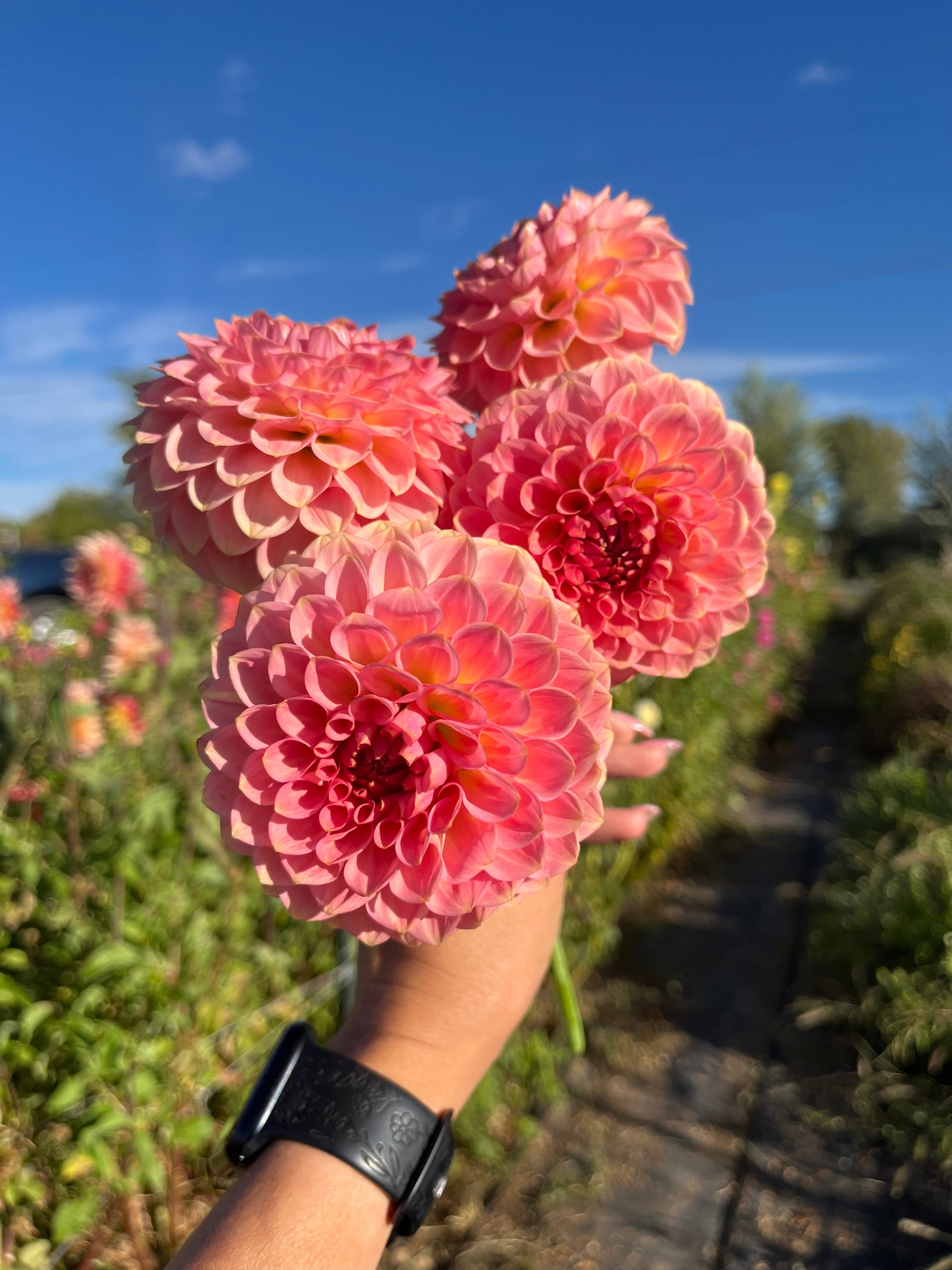 20th AVE SOFTER PEACH – Oasis Flower Farm
