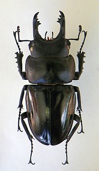 Neolucanus1