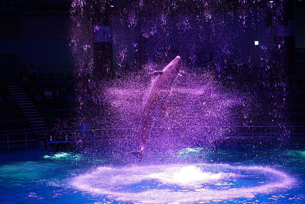 作例付きレビュー：ボケ感が美しすぎる「SEL50F18」の魅力 | オコノミ