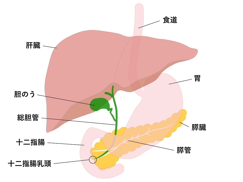 vol.1 胆道・膵臓疾患のスペシャリスト 消化器内科医師 加藤 博也